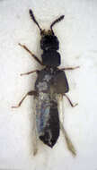 Image of Anotylus