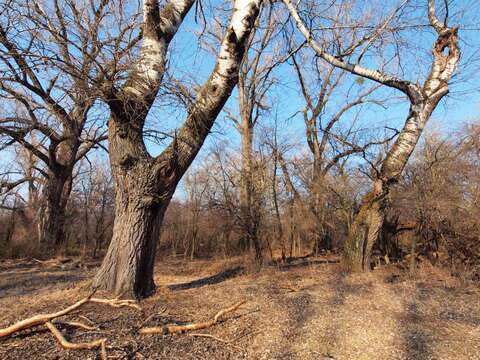 Image of White Poplar