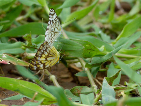 Image of Pioneer; Caper White