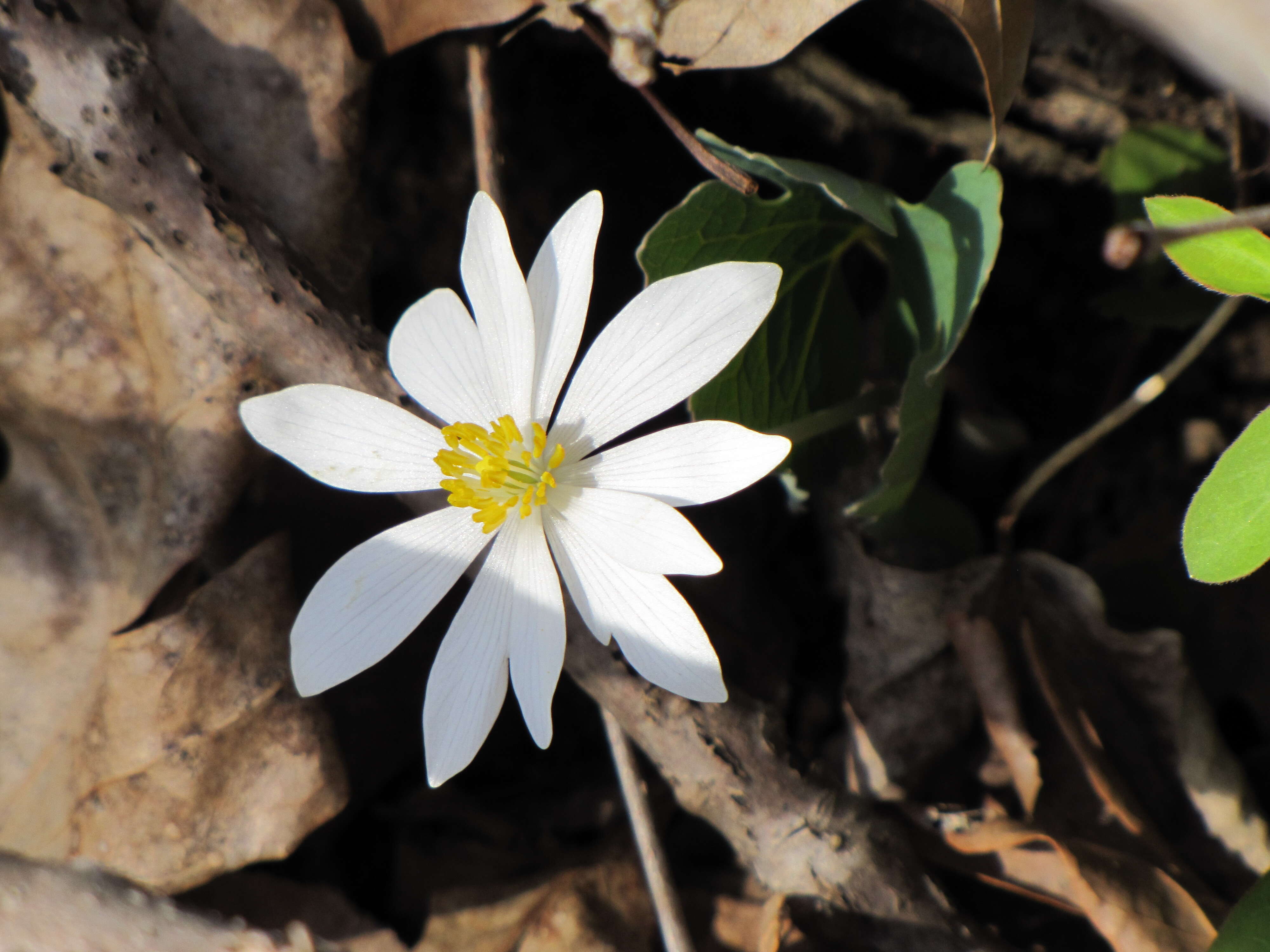 Image of bloodroot