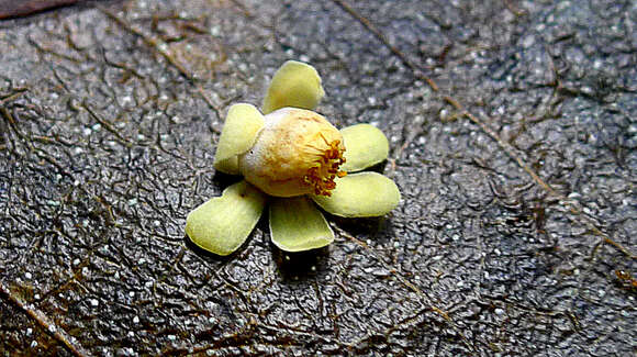 Image of Cariniana legalis (Mart.) Kuntze