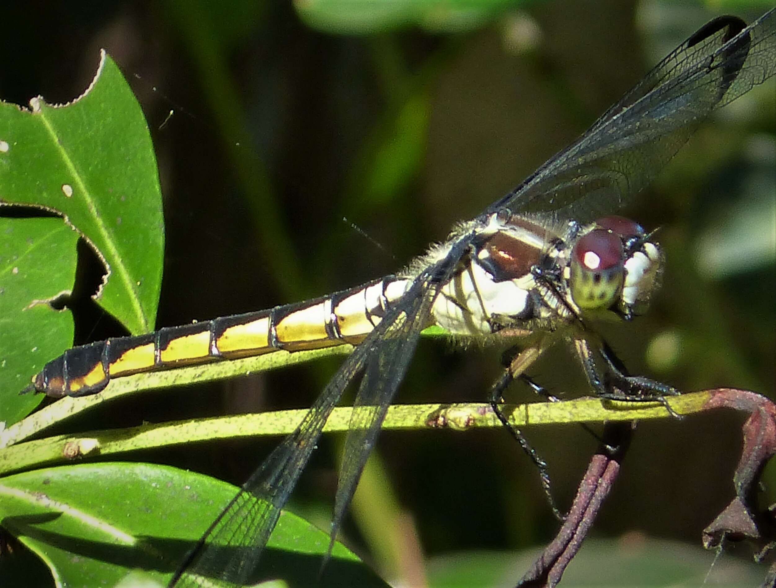 Image of Great Blue Skimmer