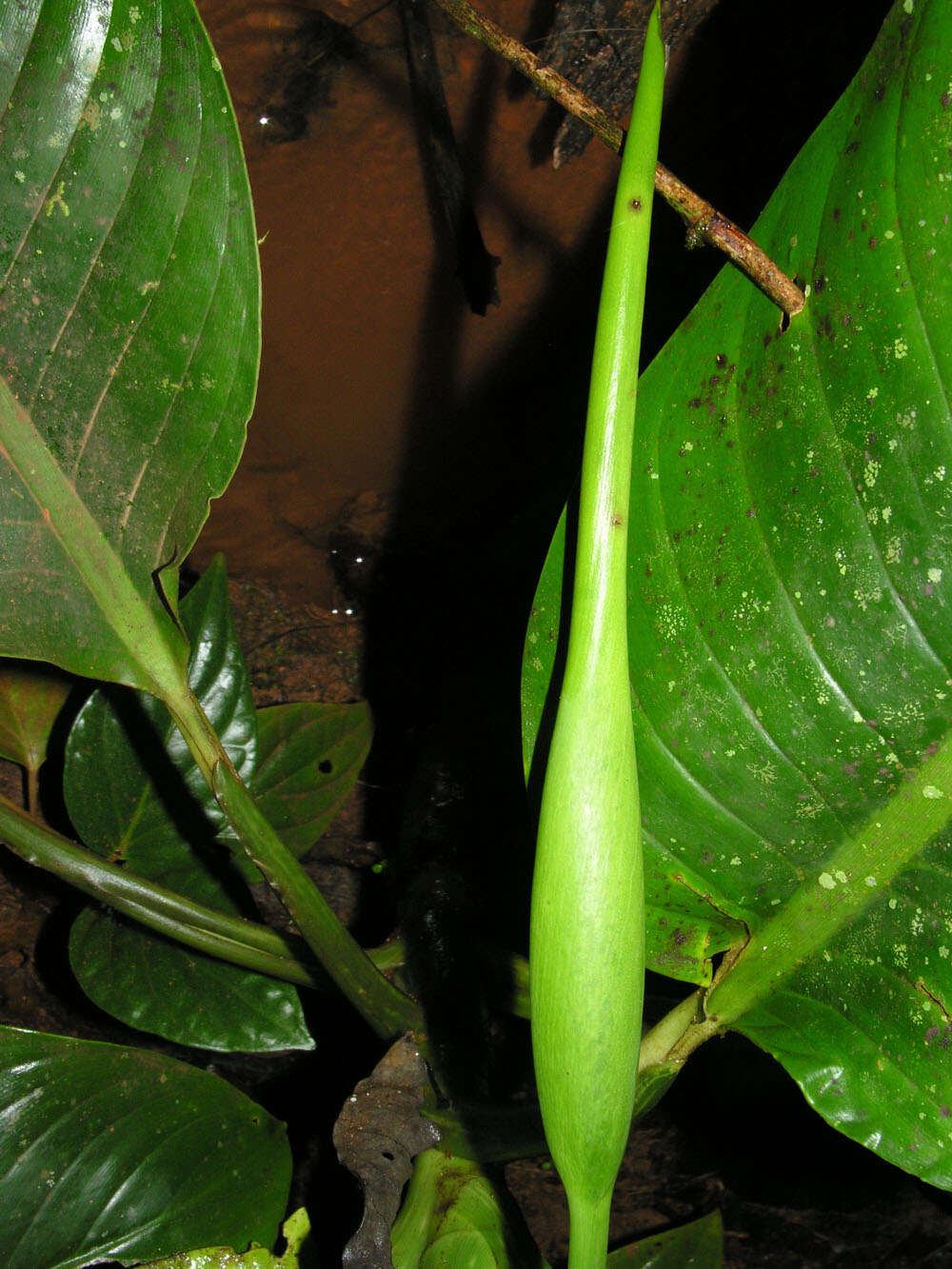 Image of Dieffenbachia concinna Croat & Grayum