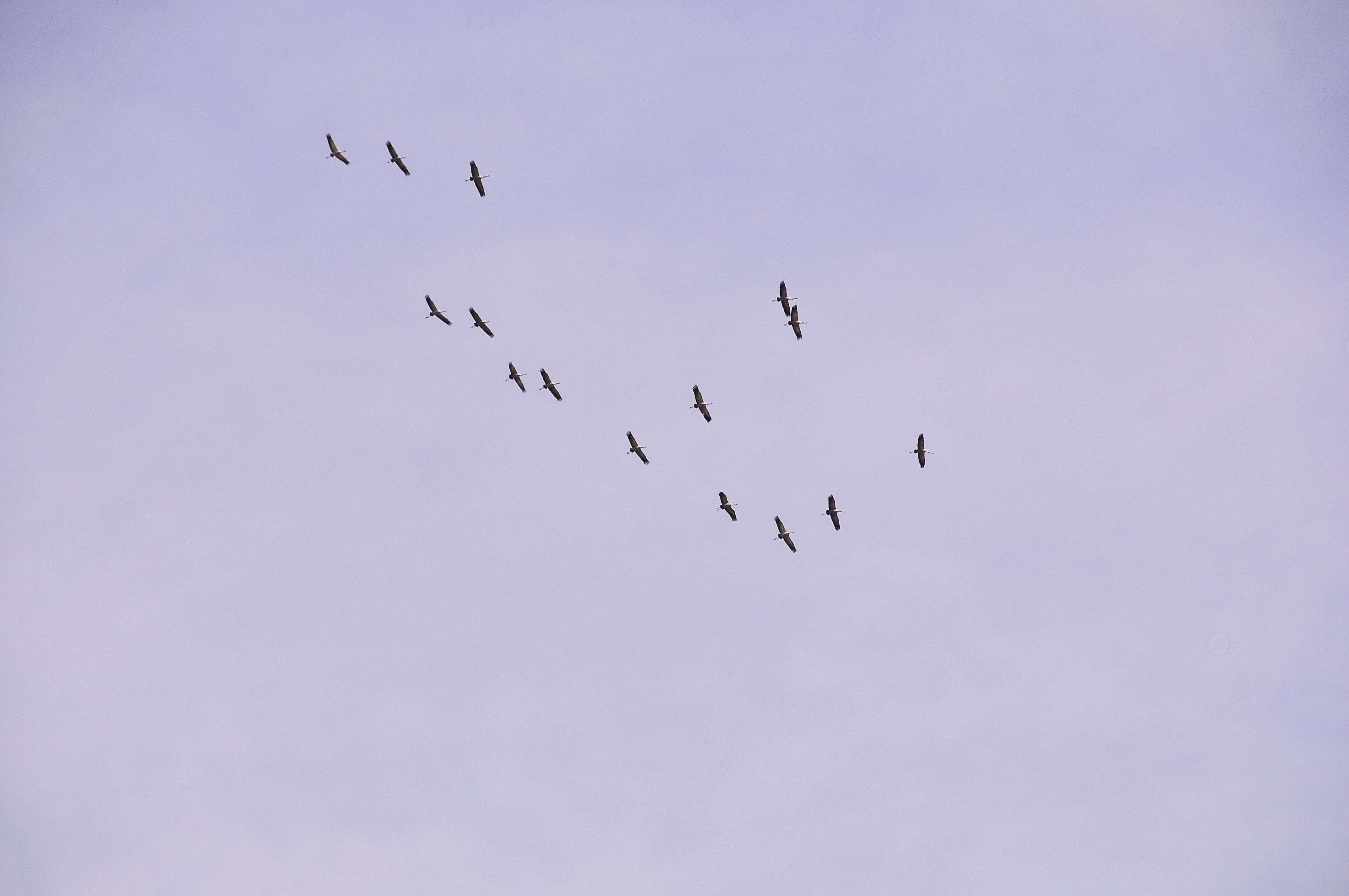 Image of Common Crane