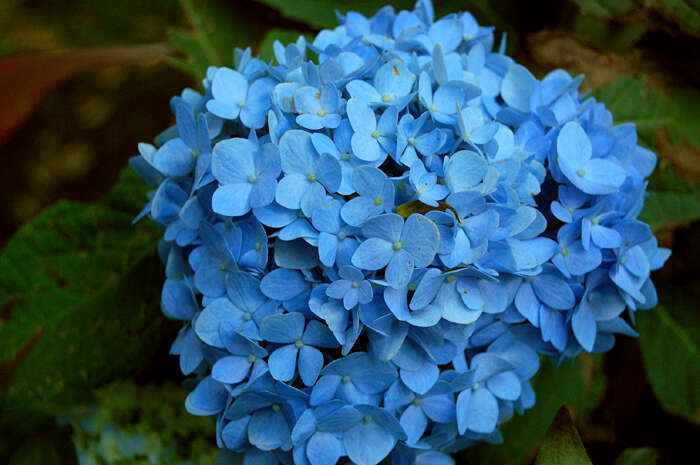 Image of hydrangea