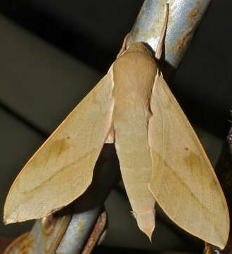 Image of Cape Hawk