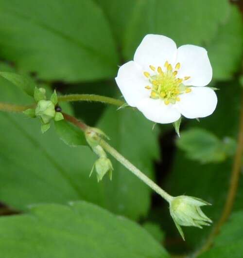 Image of strawberry