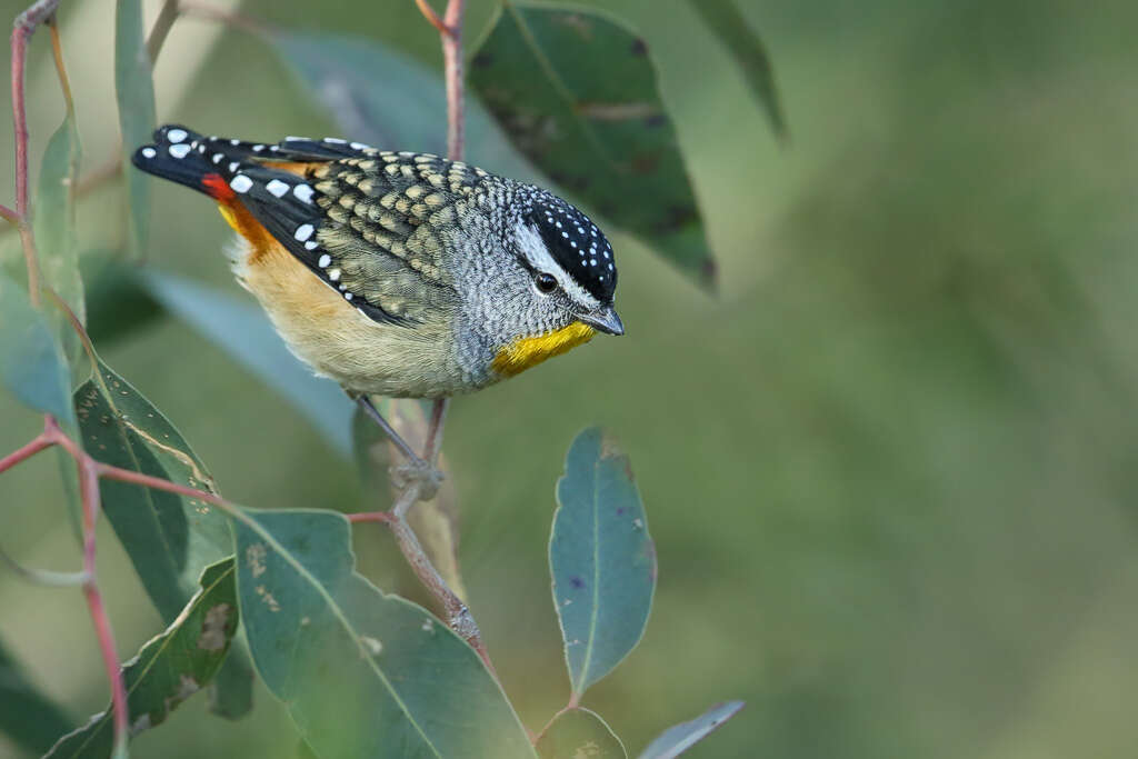 Image of pardalotes