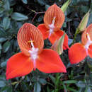 Image of Red Disa