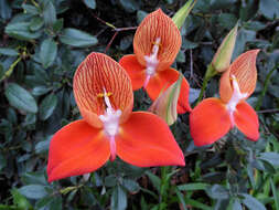 Image of Red Disa