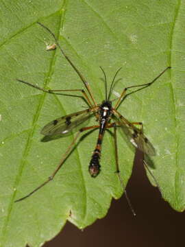 Plancia ëd Ptychoptera contaminata (Linnaeus 1758)