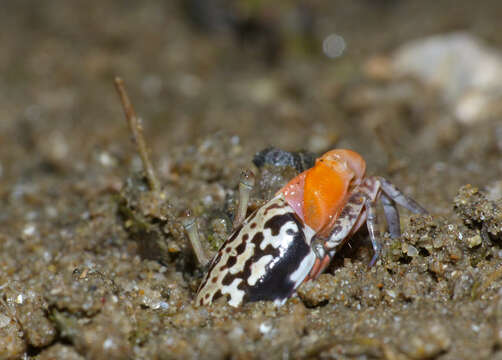 Image of Austruca perplexa (H. Milne Edwards 1852)