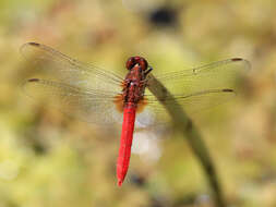 Слика од Rhodothemis lieftincki Fraser 1954