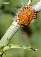 Image of Carpocoris