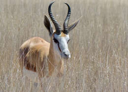 Image of Springbok