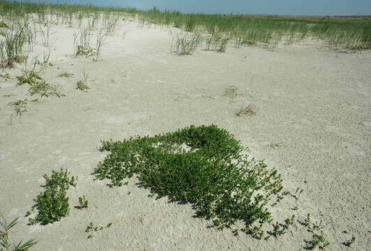 Image of black saltwort