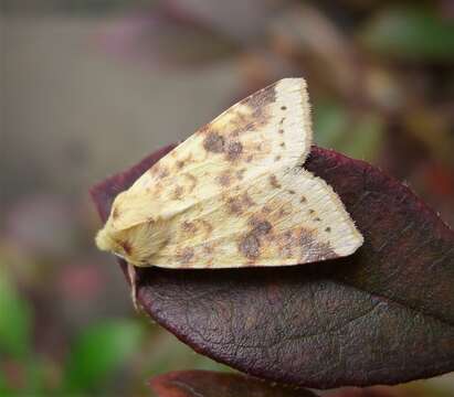 Xanthia icteritia Hufnagel 1766 resmi