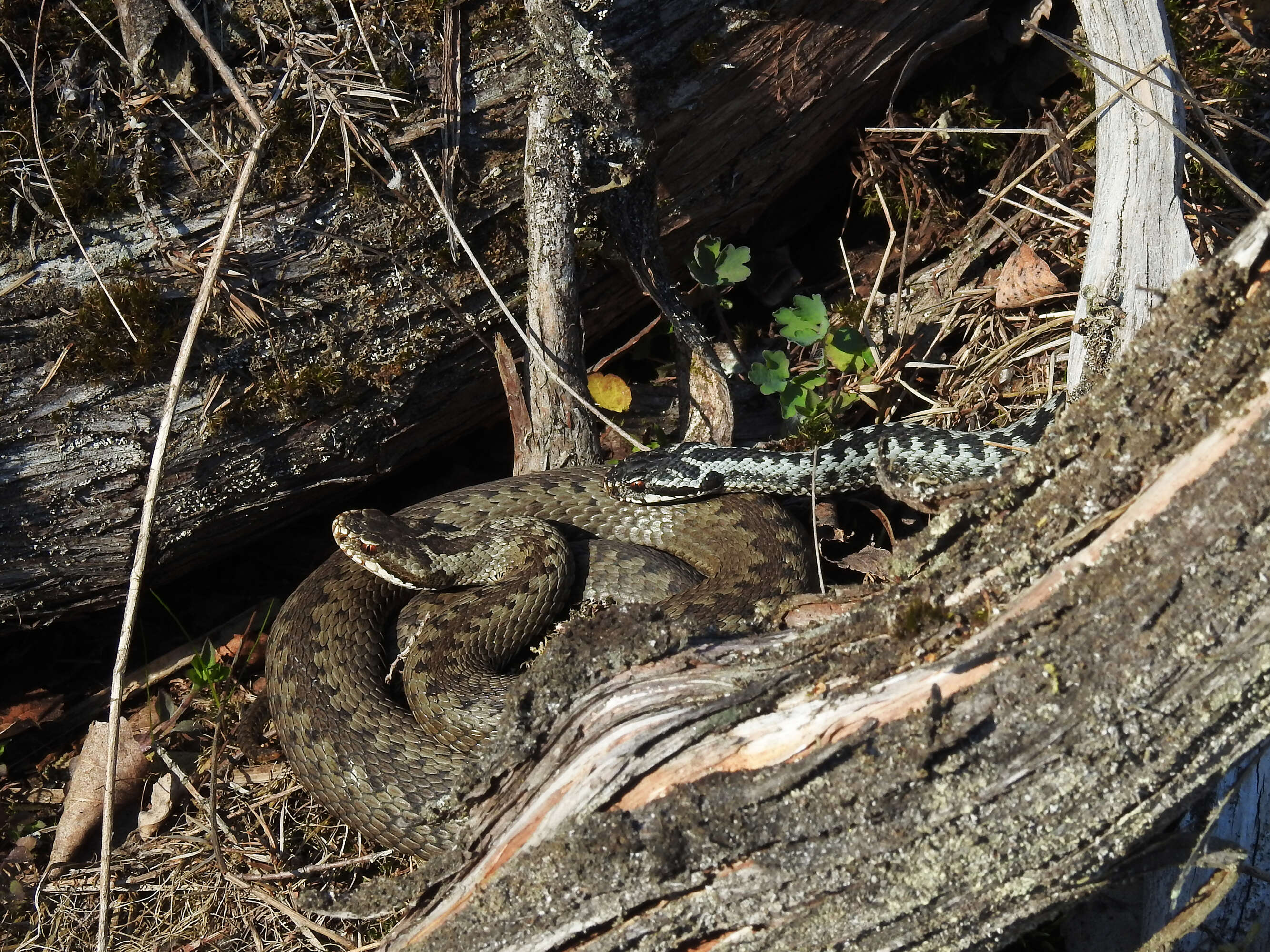 Imagem de Vipera berus (Linnaeus 1758)