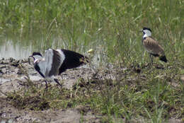 Image of Lapwing