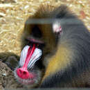 Image of Mandrill