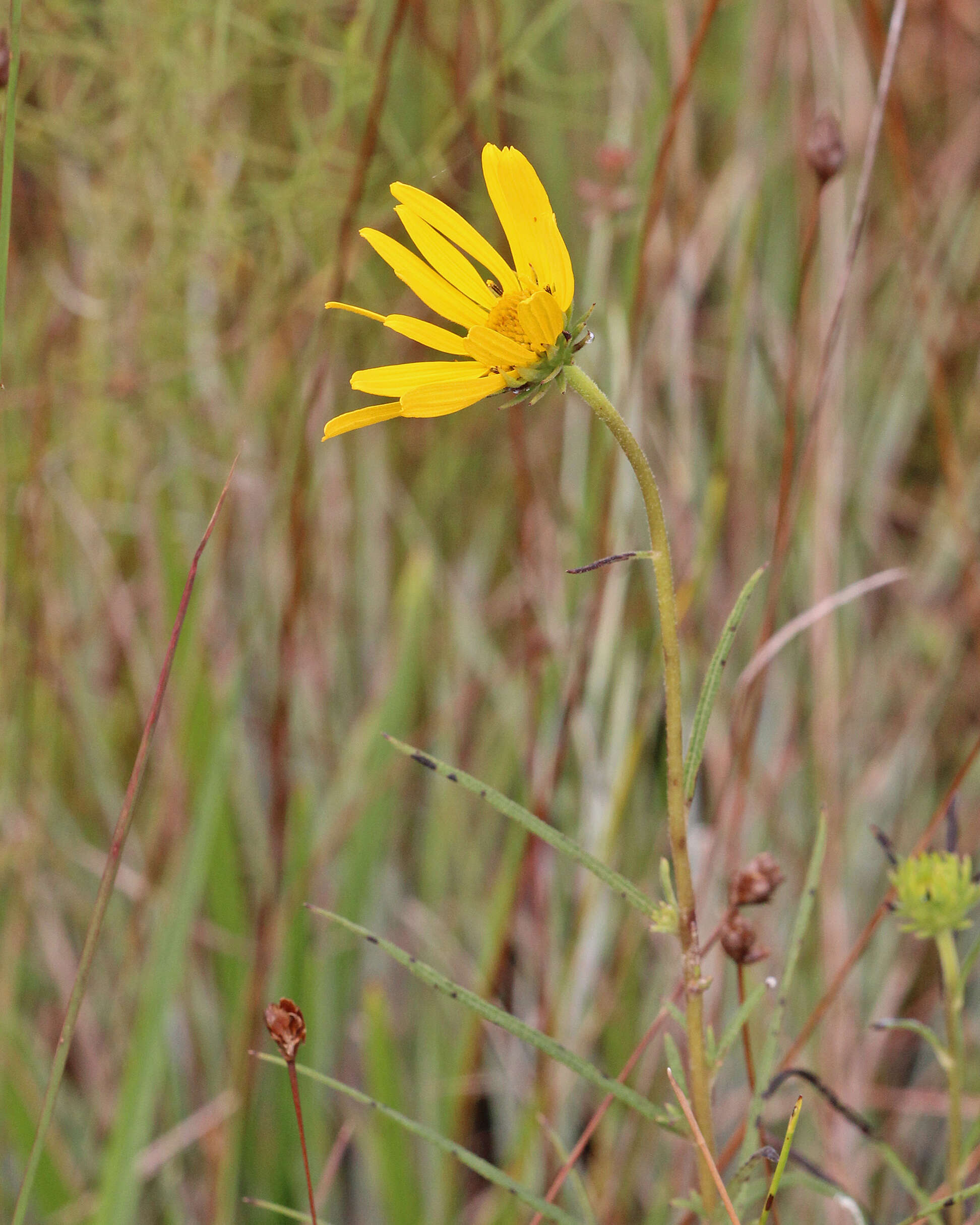 Image of swamp sunflower