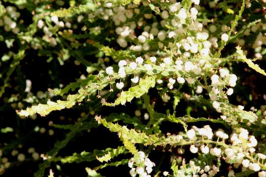 Acacia alata var. biglandulosa Benth.的圖片