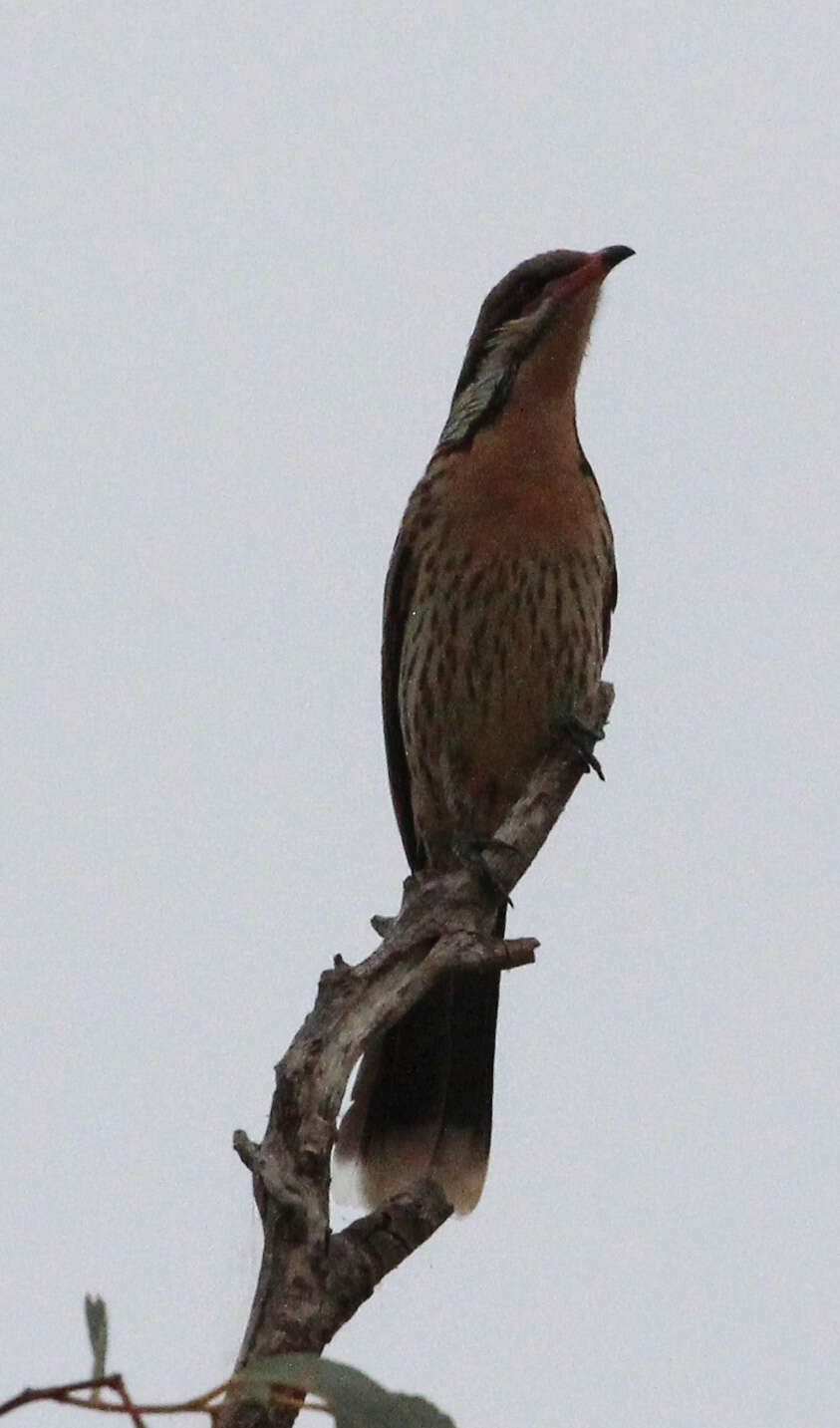 Image of Acanthagenys Gould 1838