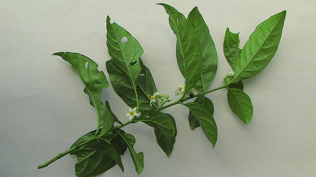 Image of Solanum caavurana Vell.