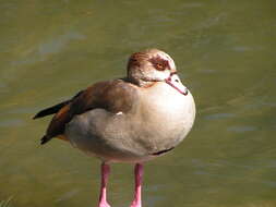 Image of Egyptian Goose