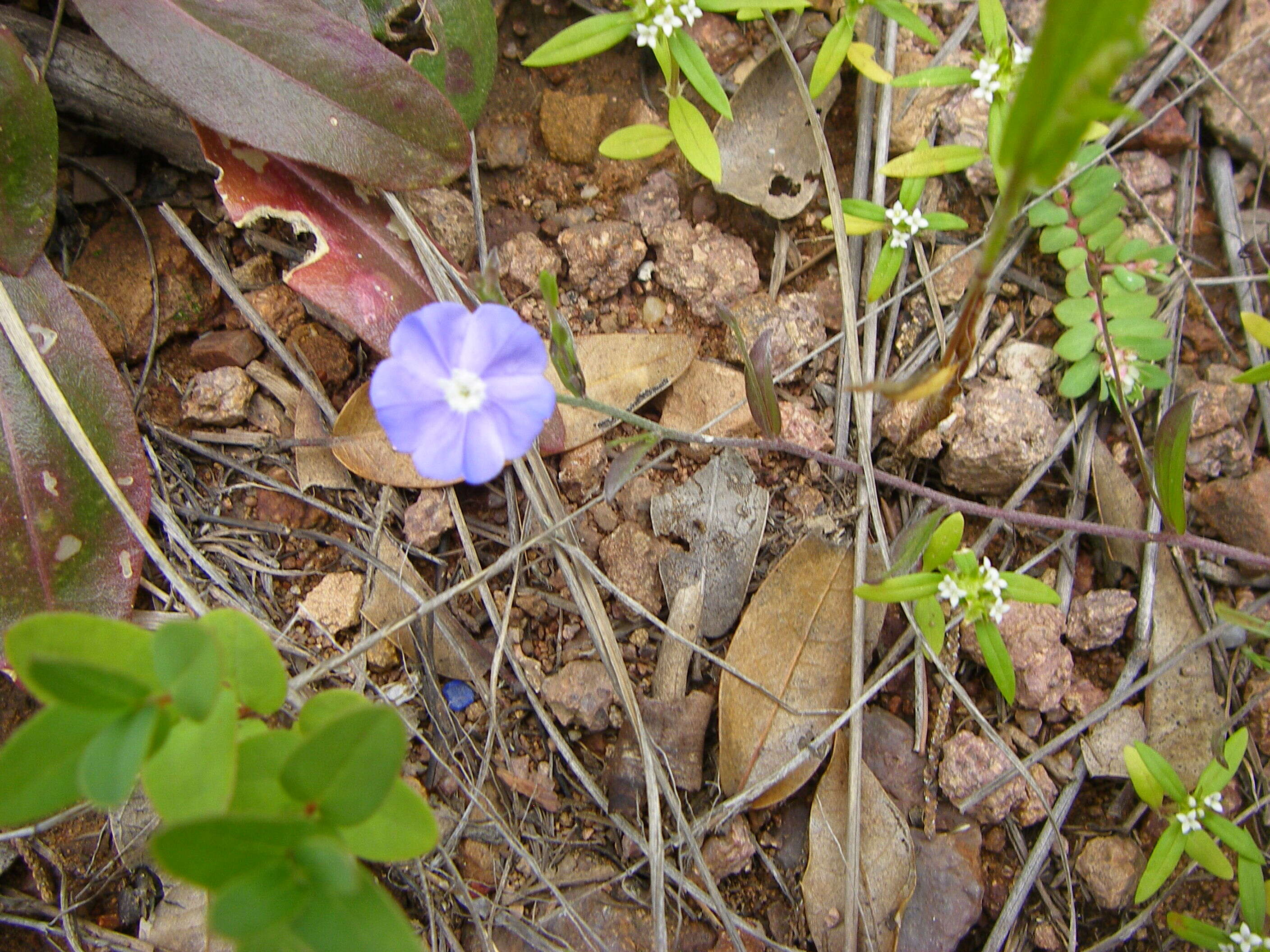 Image of wild dwarf morning-glory