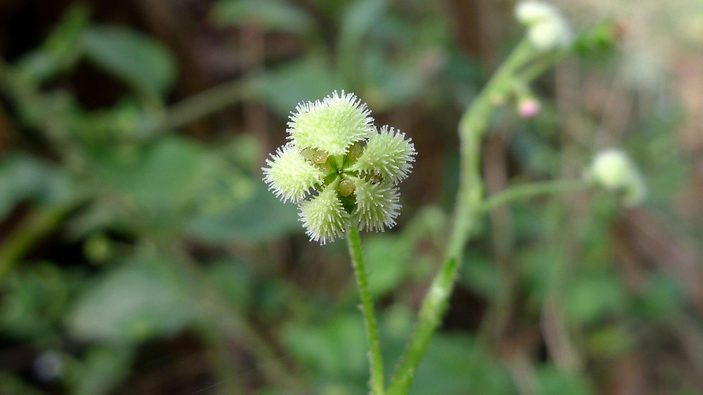 Image of stickseed