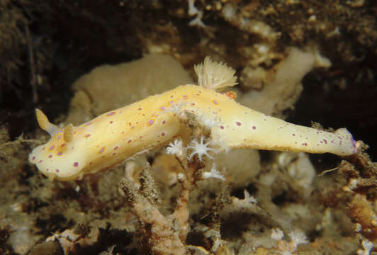 Image of Ceratosoma brevicaudatum Abraham 1876