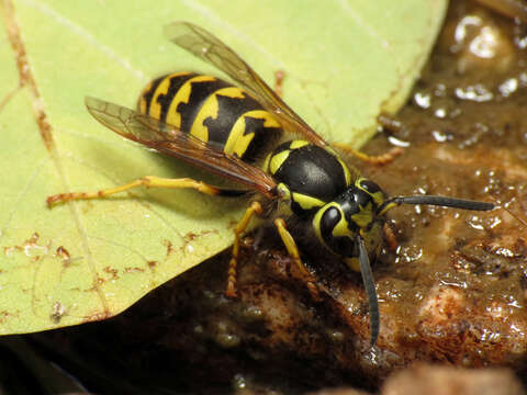 Image of Yellowjackets