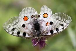 Image of Parnassius