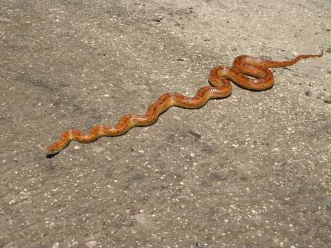 Image of Corn Snake