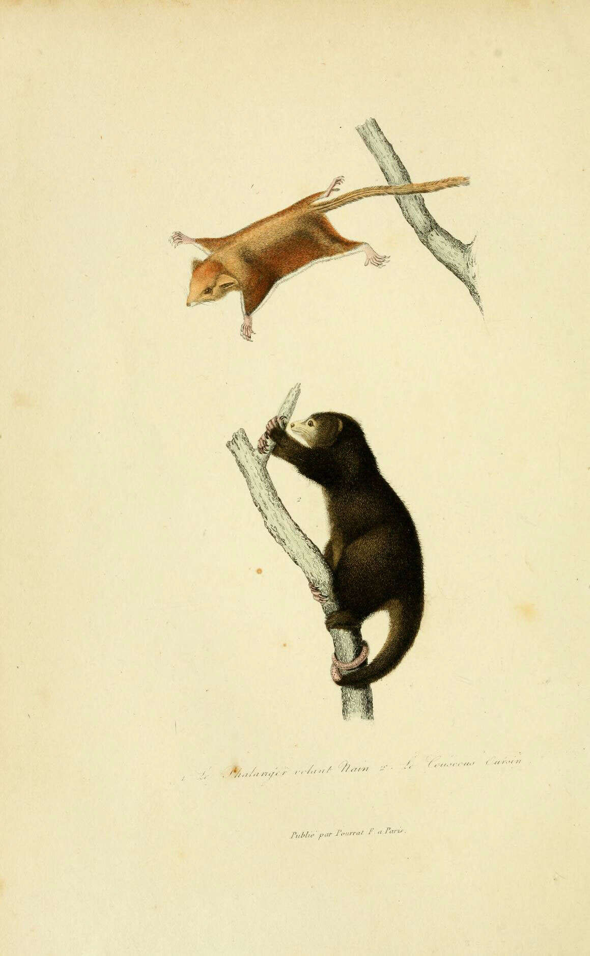 Image of Acrobates Pygmaeus