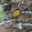 Image of Mangrove Pitta