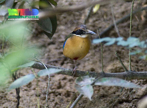 Image of Mangrove Pitta