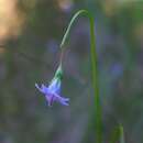 Wahlenbergia gracilis (G. Forst.) A. DC.的圖片