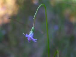 Image of Harebell