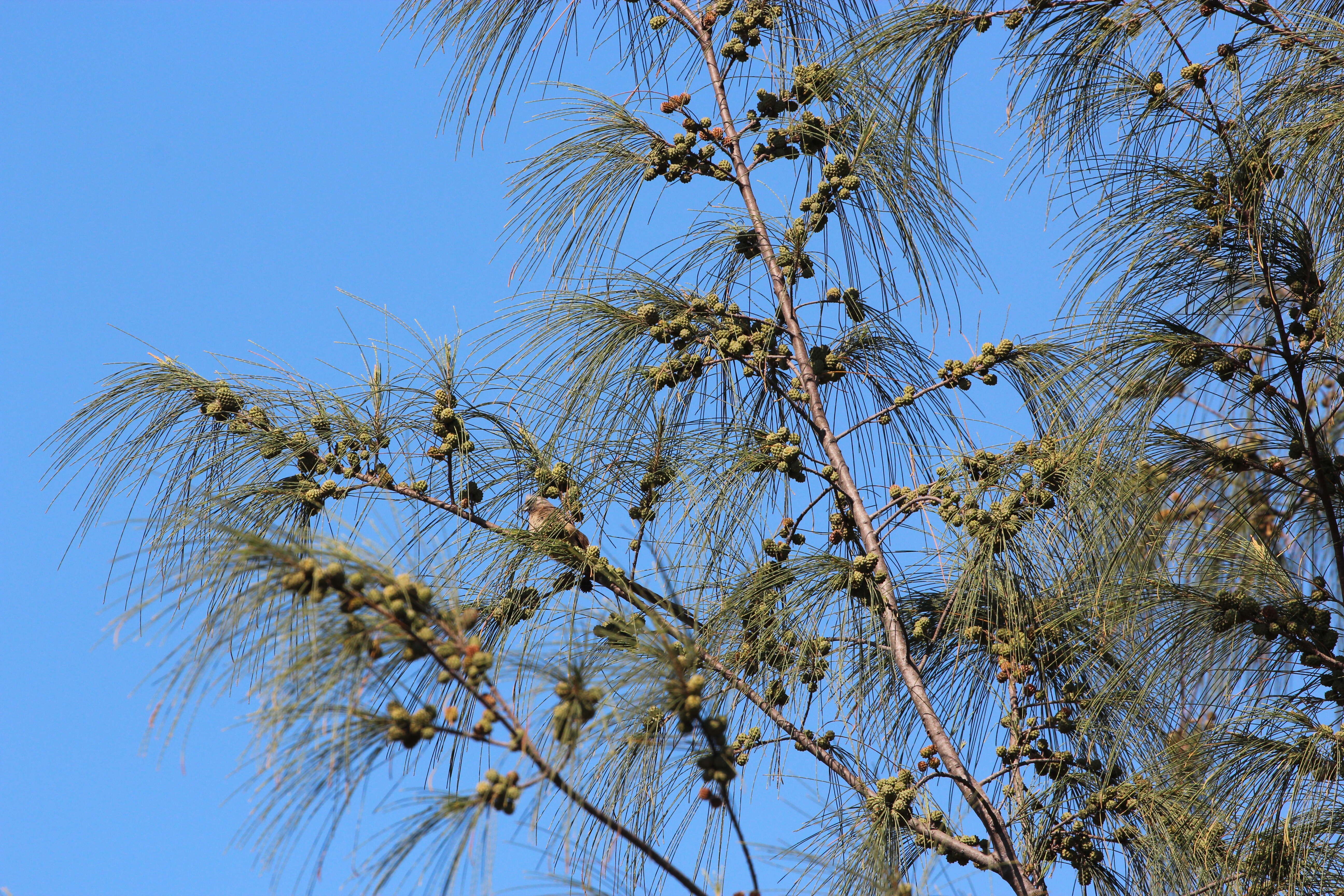 Image of beach sheoak