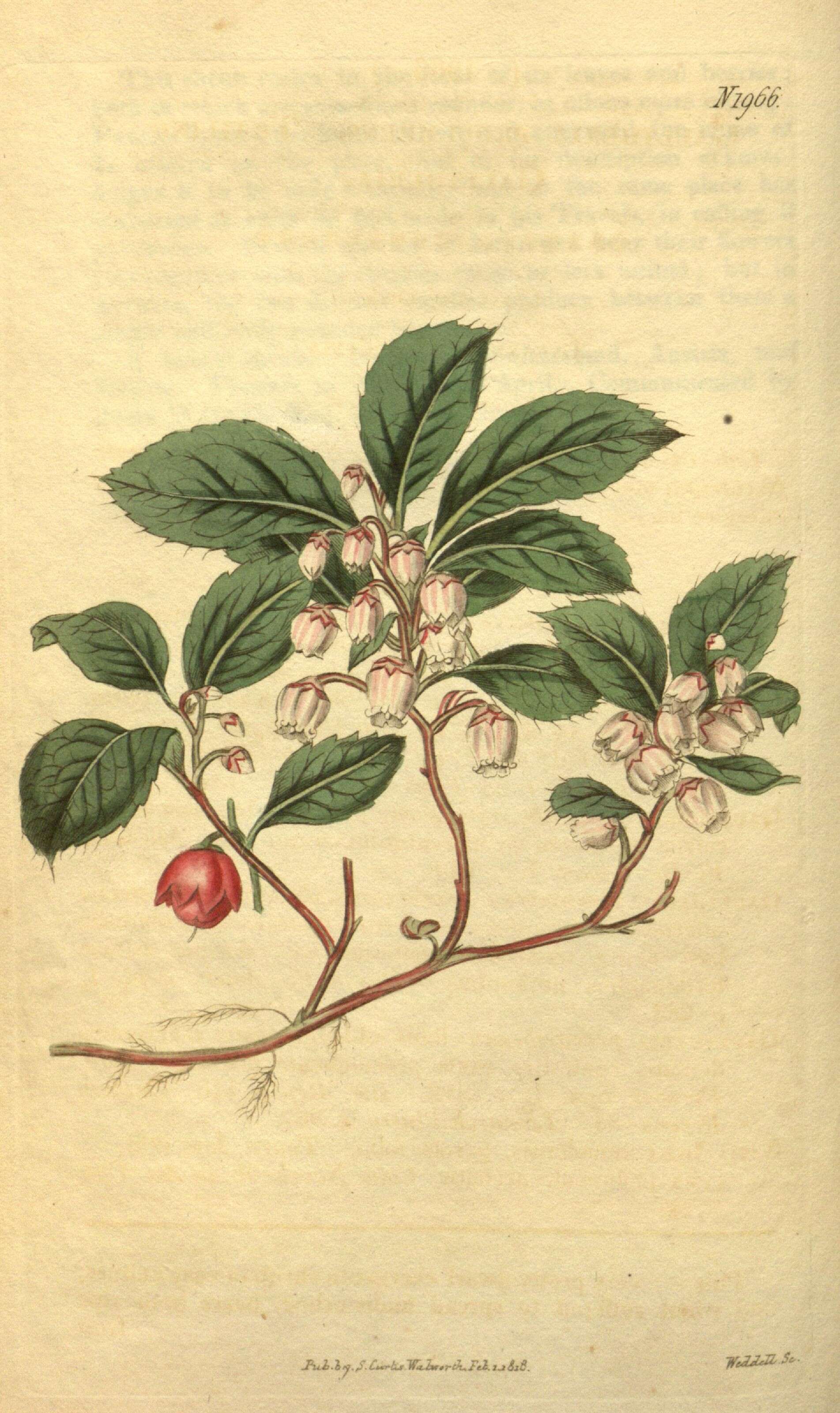 Gaultheria procumbens L. resmi