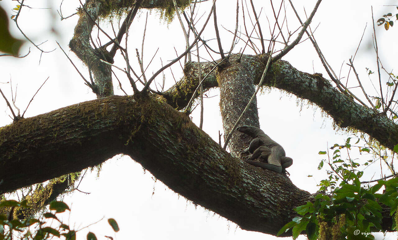 Image of monitor lizards