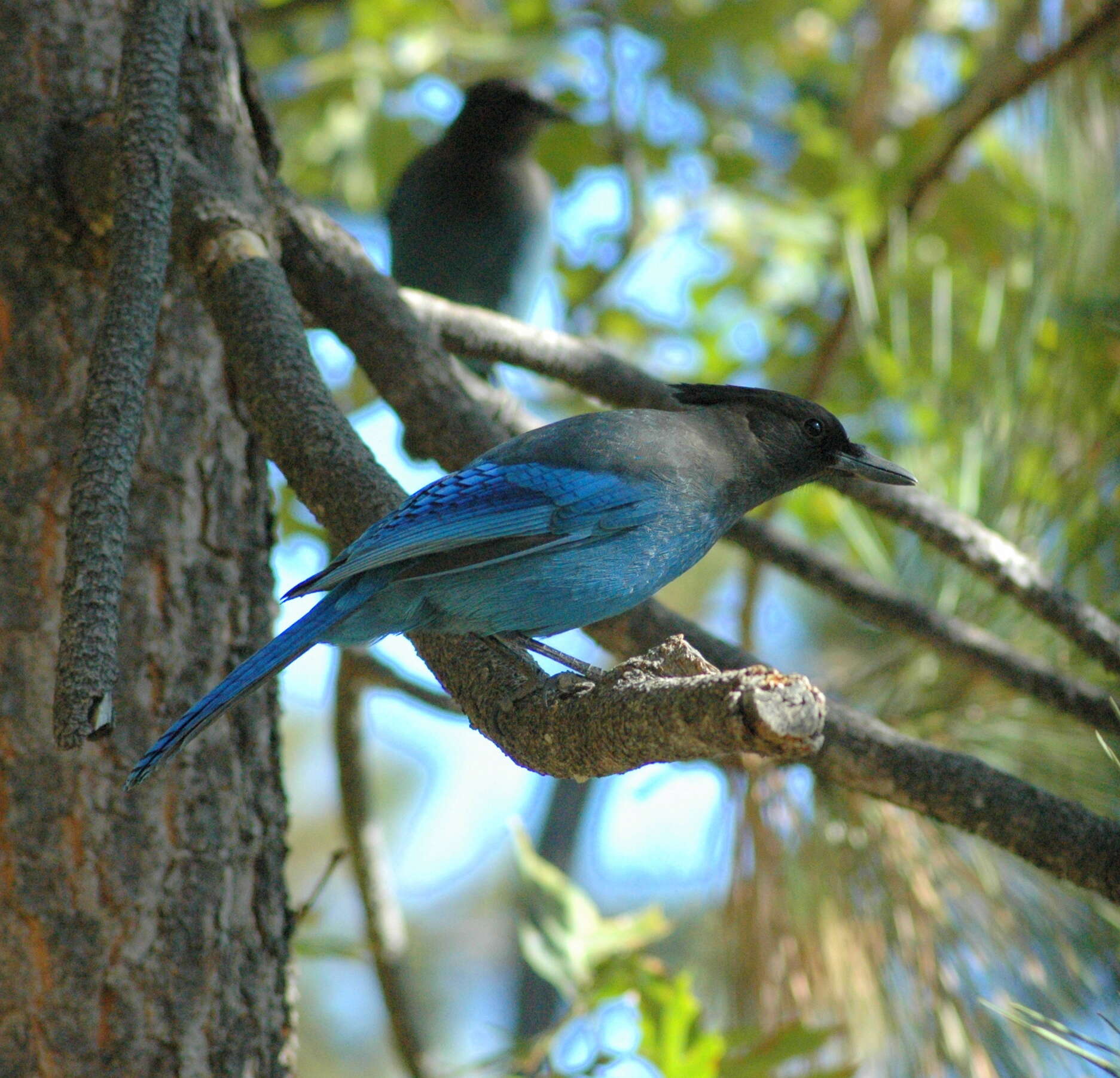 Image of Cyanocitta Strickland 1845