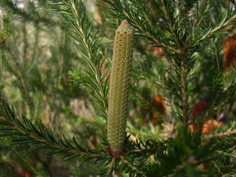 Image of heath-leaf banksia