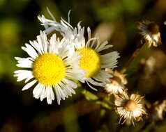 Image of fleabane