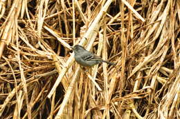 Image of Variable Antshrike