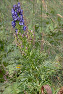 Image of Aconitum angustifolium Bernh. ex Rchb.