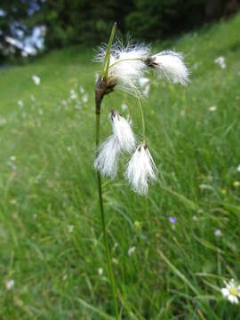 Image of cottongrass