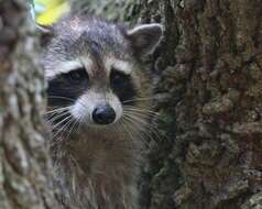 Image of raccoons